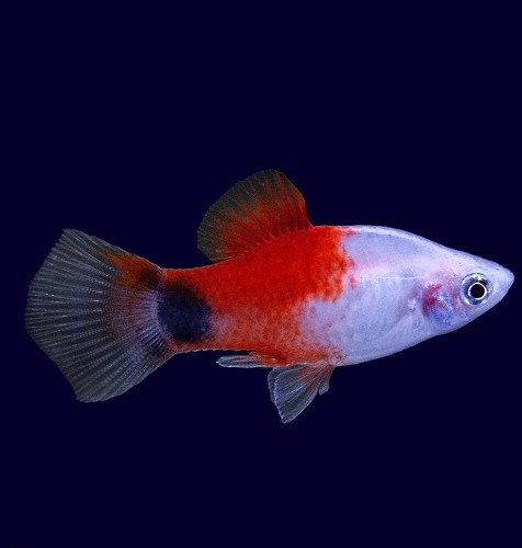 Xiphophorus maculatus - Platy rot topf Mickey mouse